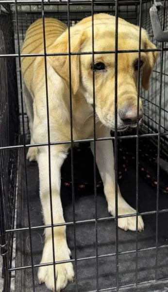 Znaleziono psa, Radom, 11 lipca 2025