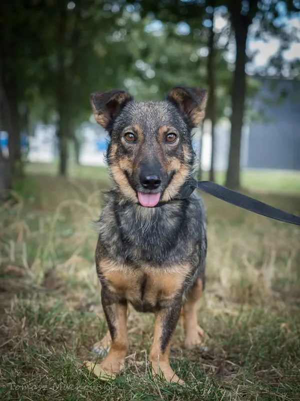 Pies do adopcji, Radom, 10 września 2025 (2/5)