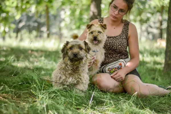 Pies do adopcji, Radom, 13 lipca 2025 (1/5)