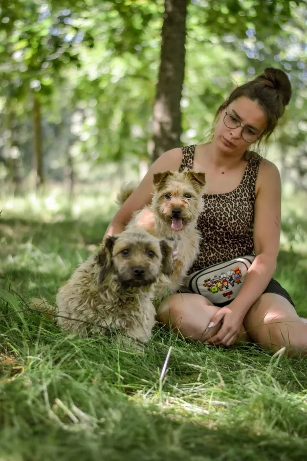 Pies do adopcji, Radom, 13 lipca 2025 (2/5)