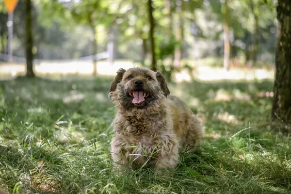 Pies do adopcji, Radom, 13 lipca 2025 (4/5)