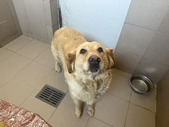 Pies do adopcji, Kraków, 29 czerwca 2025