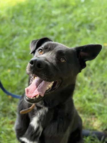 Pies do adopcji, Kraków, 29 czerwca 2025 (2/5)