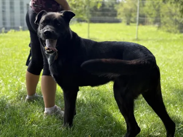 Pies do adopcji, Kraków, 29 czerwca 2025 (3/5)