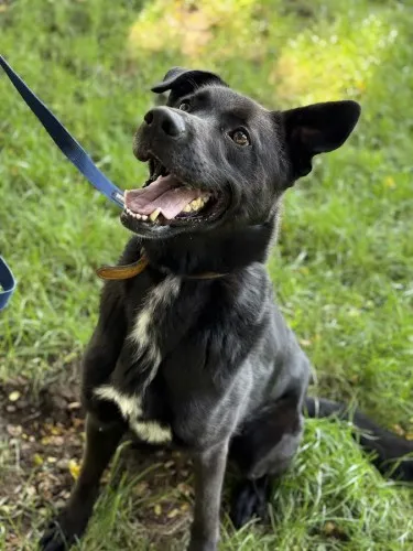 Pies do adopcji, Kraków, 29 czerwca 2025 (4/5)