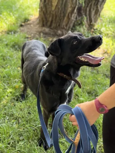 Pies do adopcji, Kraków, 29 czerwca 2025 (5/5)