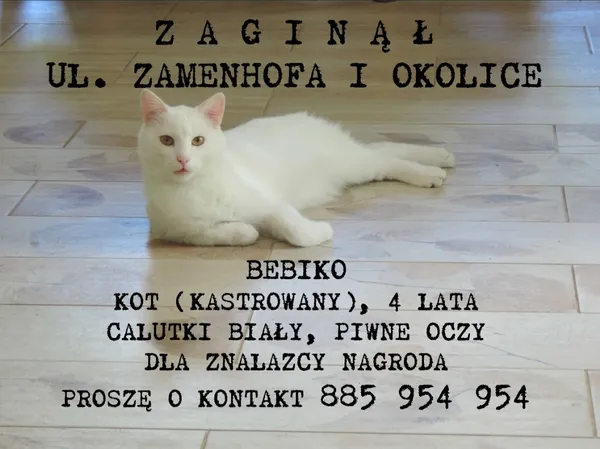 Zaginął kot, Toruń, Chełmińskie Przedmieście, 14 lipca 2025