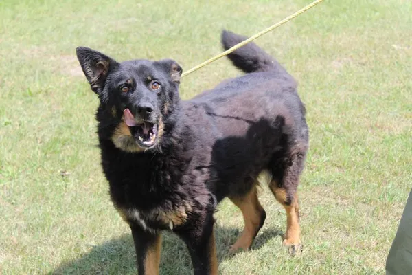 Pies do adopcji, Bełchatów, 29 lutego 2024 (3/5)