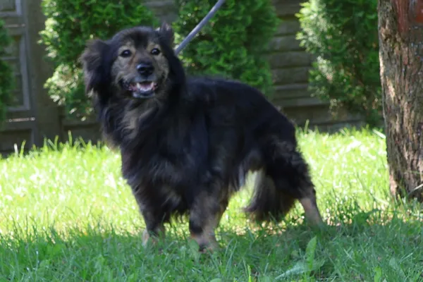 Pies do adopcji, Bełchatów, 29 listopada 2024 (1/5)