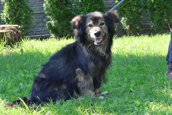 Pies do adopcji, Bełchatów, 29 listopada 2024 (2/5)