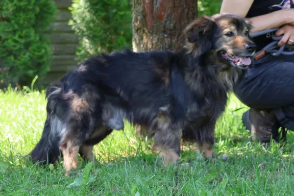 Pies do adopcji, Bełchatów, 29 listopada 2024 (4/5)