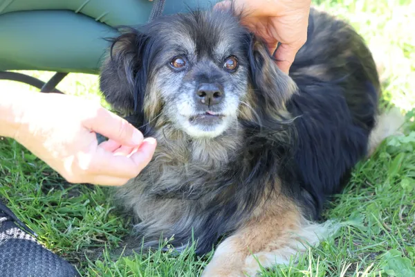 Pies do adopcji, Bełchatów, 6 września 2024 (1/5)