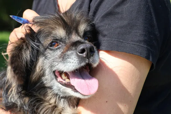 Pies do adopcji, Bełchatów, 6 września 2024 (3/5)