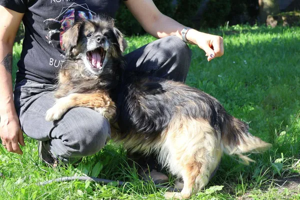 Pies do adopcji, Bełchatów, 6 września 2024 (4/5)