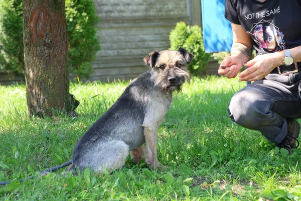 Pies do adopcji, Bełchatów, 12 października 2022 (1/5)