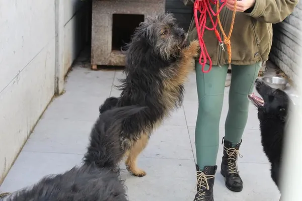 Pies do adopcji, Bełchatów, 12 października 2022 (2/5)