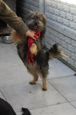 Pies do adopcji, Bełchatów, 12 października 2022 (4/5)