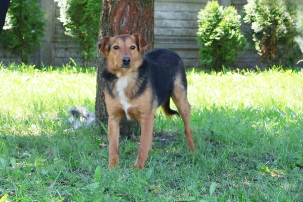 Pies do adopcji, Bełchatów, 27 stycznia 2025 (2/5)