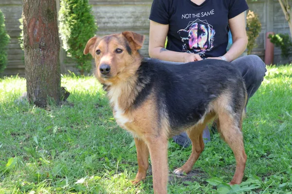 Pies do adopcji, Bełchatów, 27 stycznia 2025 (3/5)