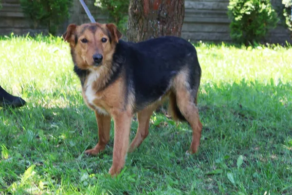 Pies do adopcji, Bełchatów, 27 stycznia 2025 (5/5)