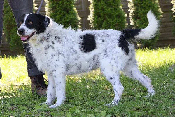 Pies do adopcji, Bełchatów, 9 grudnia 2024 (1/5)