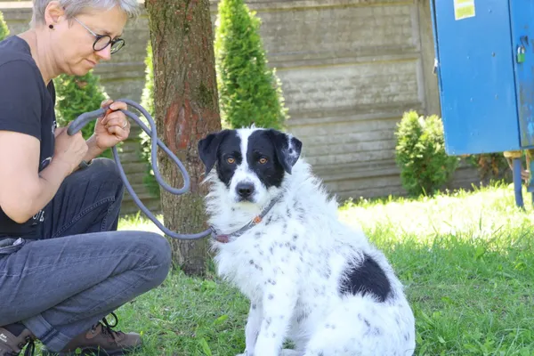 Pies do adopcji, Bełchatów, 9 grudnia 2024 (3/5)