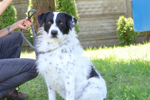 Pies do adopcji, Bełchatów, 9 grudnia 2024 (4/5)