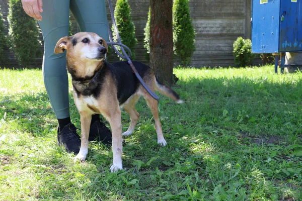 Pies do adopcji, Bełchatów, 28 grudnia 2024 (4/4)