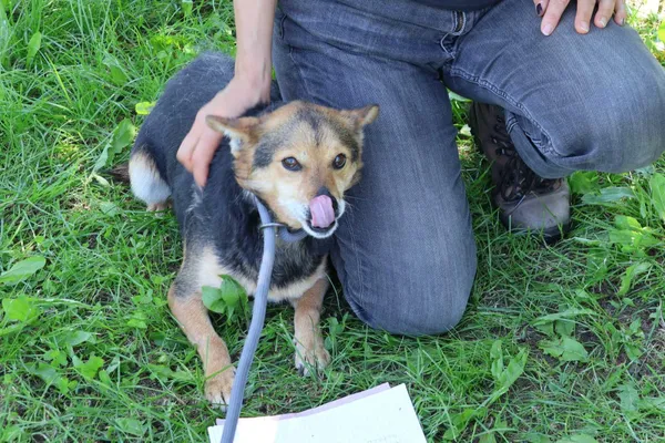 Pies do adopcji, Bełchatów, 16 stycznia 2025 (3/5)