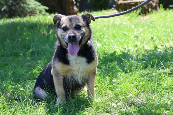 Pies do adopcji, Bełchatów, 11 lutego 2025 (1/5)