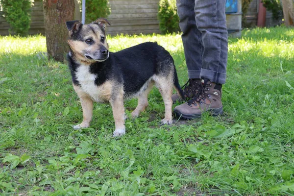 Pies do adopcji, Bełchatów, 11 lutego 2025 (2/5)