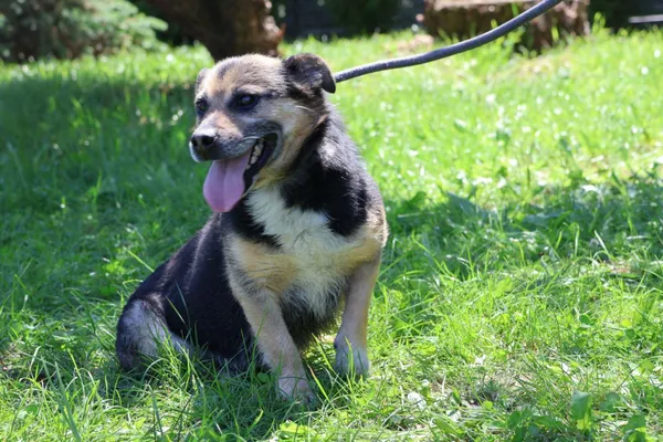 Pies do adopcji, Bełchatów, 11 lutego 2025 (4/5)