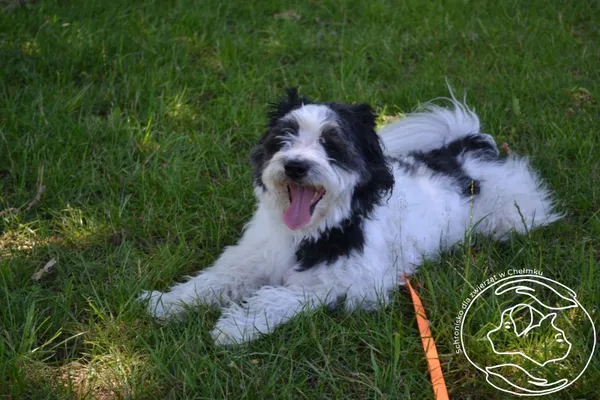 Pies do adopcji, Chełmek, 18 czerwca 2025