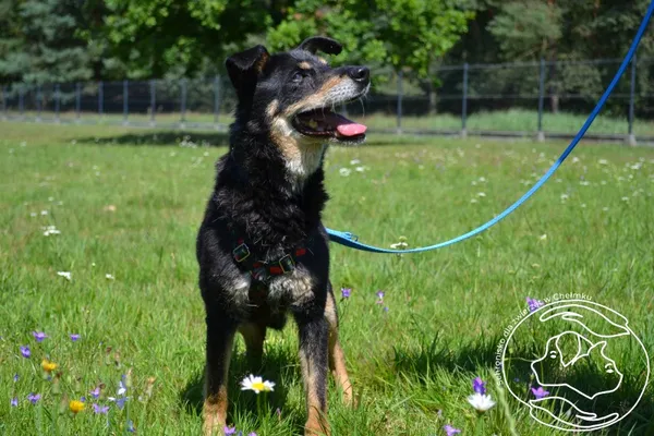 Pies do adopcji, Chełmek, 25 lutego 2025