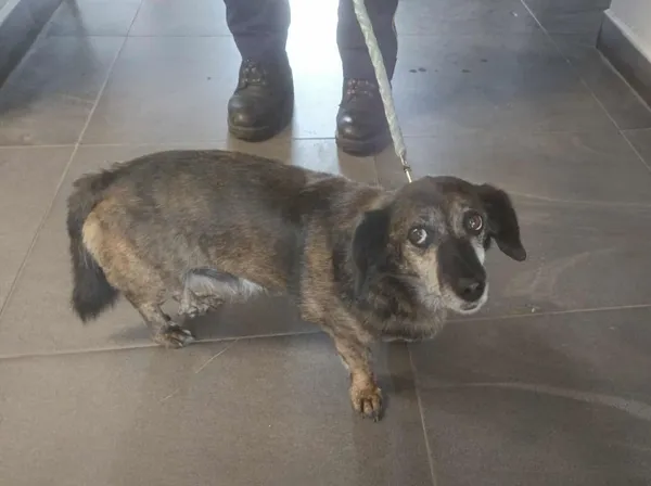 Znaleziono psa, Olsztyn, 14 lipca 2025