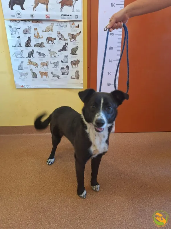 Znaleziono psa, Skałowo, 14 lipca 2025