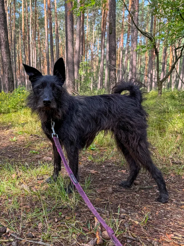 Pies do adopcji, Włocławek, 16 maja 2025 (2/5)