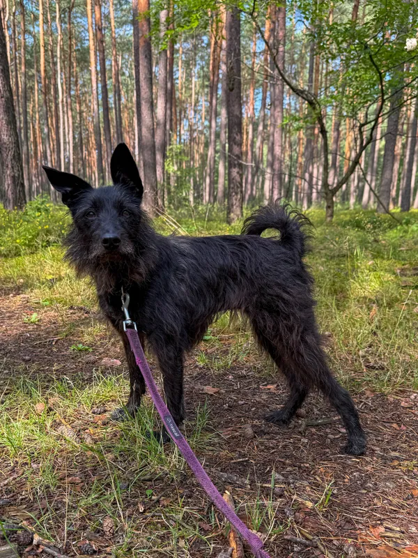 Pies do adopcji, Włocławek, 16 maja 2025 (4/5)