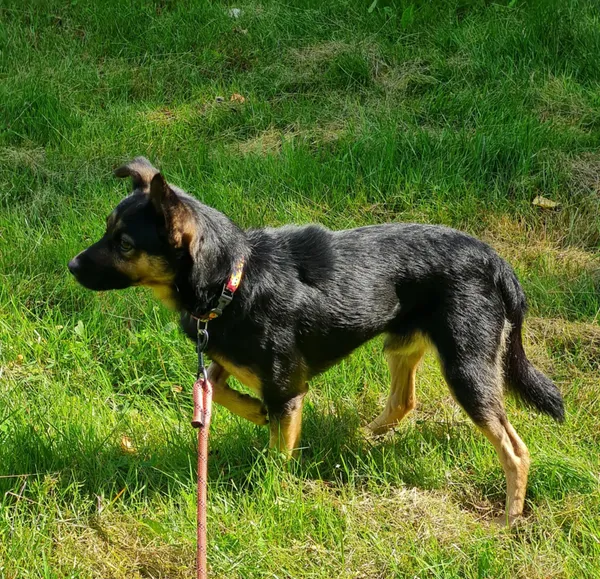 Pies do adopcji, Włocławek, 13 lipca 2025 (4/5)