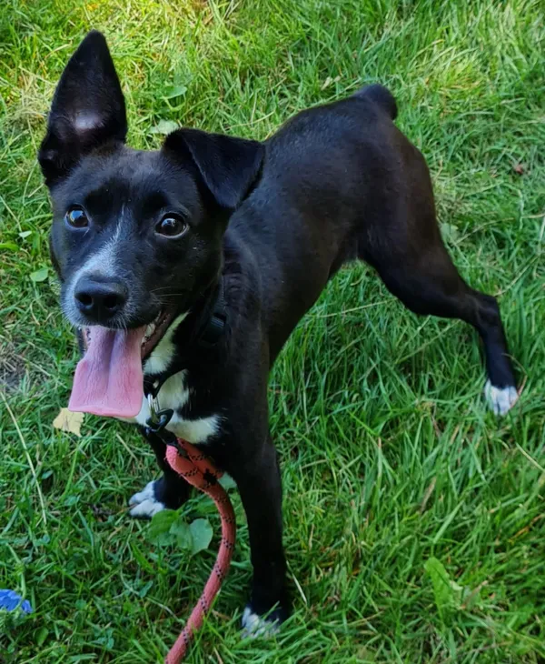 Pies do adopcji, Włocławek, 13 lipca 2025 (1/4)