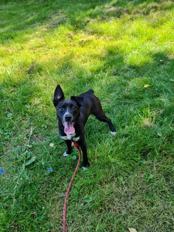 Pies do adopcji, Włocławek, 13 lipca 2025 (4/4)