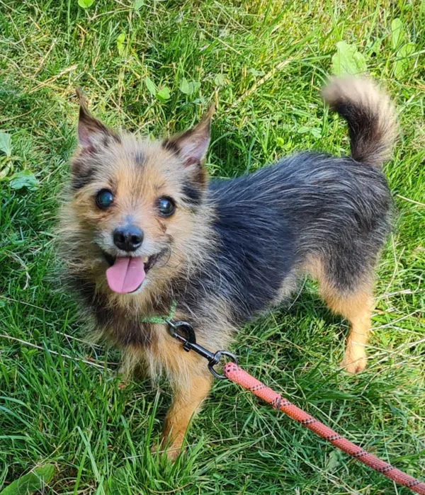 Pies do adopcji, Włocławek, 12 lipca 2025 (2/5)