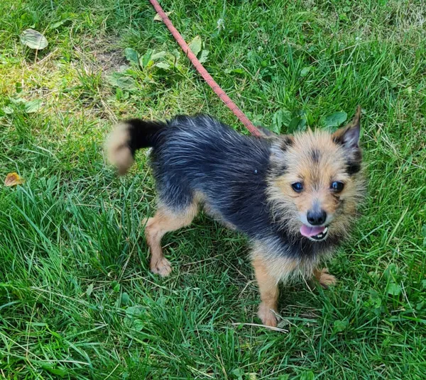 Pies do adopcji, Włocławek, 12 lipca 2025 (3/5)