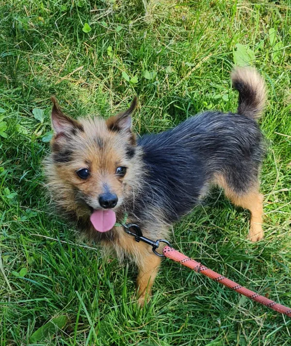 Pies do adopcji, Włocławek, 12 lipca 2025 (4/5)