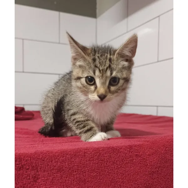 Znaleziono kota, Białystok, 11 lipca 2025