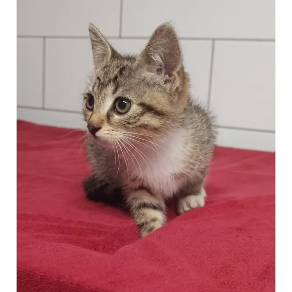 Znaleziono kota, Białystok, 11 lipca 2025