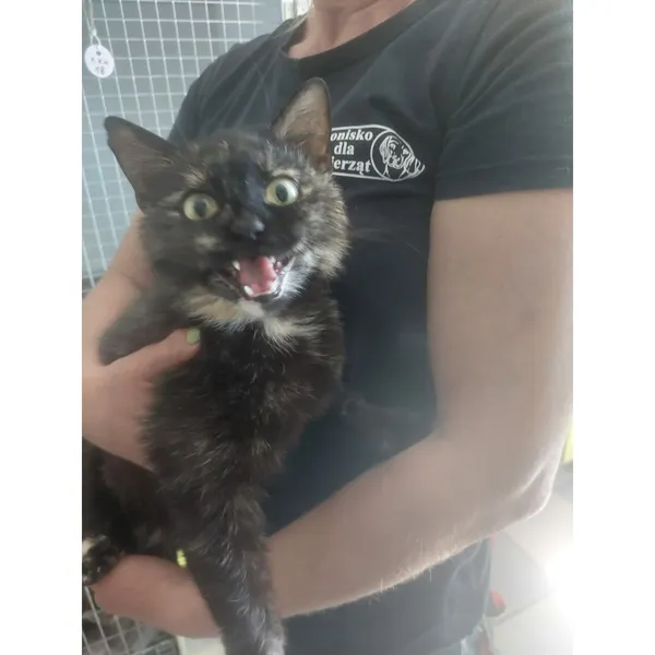 Znaleziono kota, Białystok, 12 lipca 2025