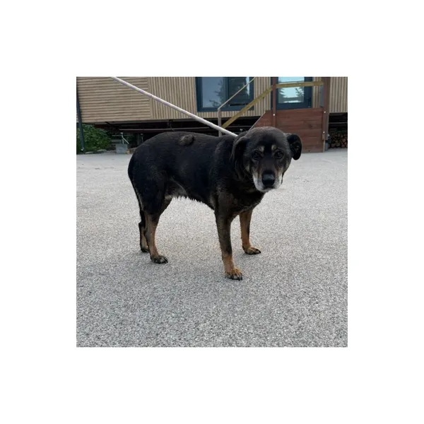 Znaleziono psa, Białystok, 17 lipca 2025