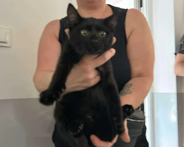 Znaleziono kota, Toruń, 14 lipca 2025