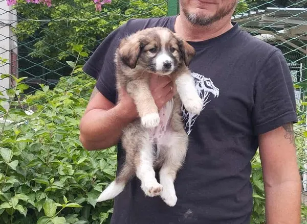 Znaleziono psa, Toruń, 14 lipca 2025